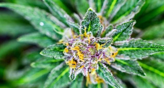 testing-help-product-Np61tySWJKL7PrdYPe7c